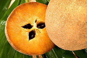 Sapodilla or Naseberry